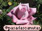 fondos de foto de flor rosa malva Charles Degaulle hasta 2560x1920